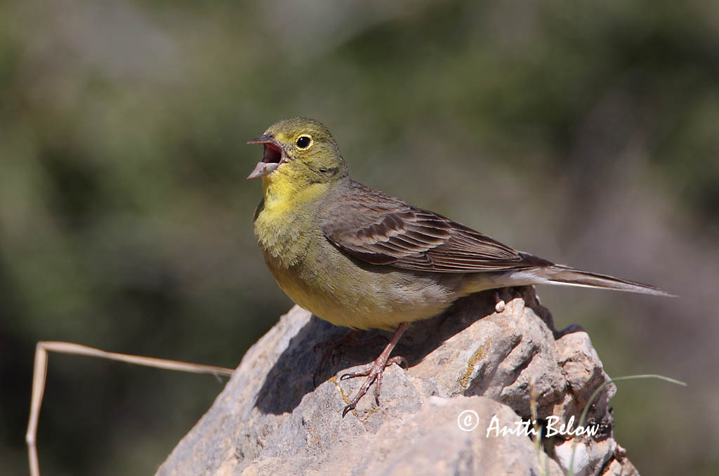Turkey, 5/08
Avainsanat: Smyrnagors Cinereous Bunting Keltapääsirkku Bruant cendré Türkenammer Zigolo cinereo Tyrkerspurv Emberiza cineracea Escribano Cinéreo Gulgrå sparv