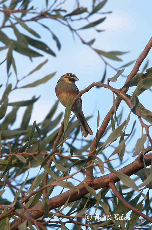 Avainsanat: Gratapalles Gærdeværling Cirlgors Cirl Bunting Pensassirkku Bruant zizi Zaunammer Sövénysármány Álmtittlingur Zigolo nero Hekkspurv Escrevedeira-de-garganta-preta Emberiza cirlus Escribano Soteño Häcksparv