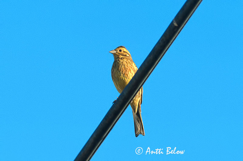 Avainsanat: Gratapalles Gærdeværling Cirlgors Cirl Bunting Pensassirkku Bruant zizi Zaunammer Sövénysármány Álmtittlingur Zigolo nero Hekkspurv Escrevedeira-de-garganta-preta Emberiza cirlus Escribano Soteño Häcksparv
