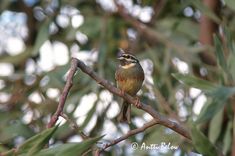 Avainsanat: Gratapalles Gærdeværling Cirlgors Cirl Bunting Pensassirkku Bruant zizi Zaunammer Sövénysármány Álmtittlingur Zigolo nero Hekkspurv Escrevedeira-de-garganta-preta Emberiza cirlus Escribano Soteño Häcksparv