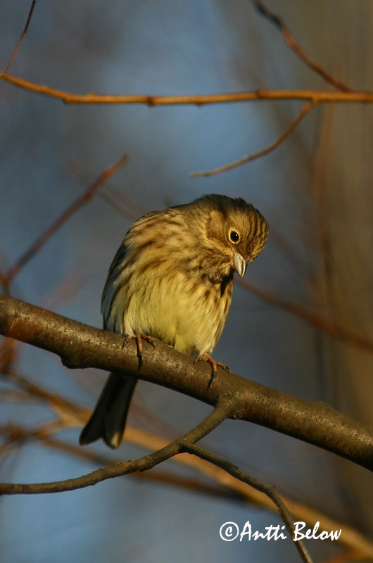 Avainsanat: Verderola Gulspurv Geelgors Yellowhammer Talvike Keltasirkku Bruant jaune Goldammer Citromsármány Gultittlingur Zigolo giallo Gulspurv Escrevedeira-amarela Emberiza citrinella Escribano Cerillo Gulsparv