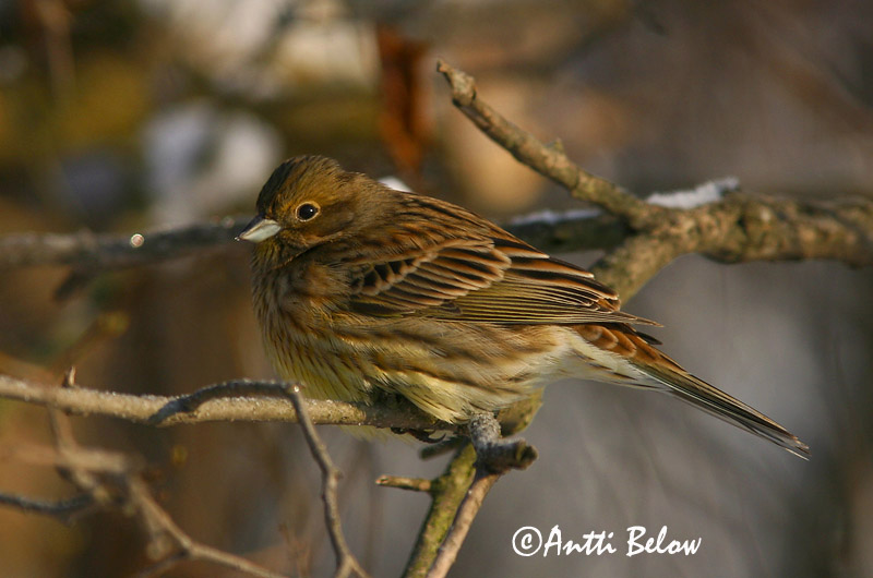 Avainsanat: Verderola Gulspurv Geelgors Yellowhammer Talvike Keltasirkku Bruant jaune Goldammer Citromsármány Gultittlingur Zigolo giallo Gulspurv Escrevedeira-amarela Emberiza citrinella Escribano Cerillo Gulsparv