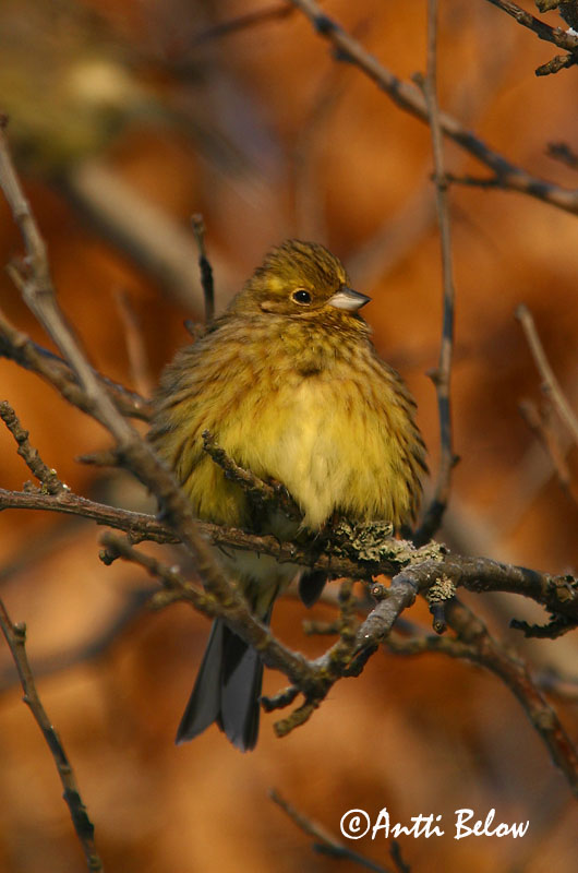 Avainsanat: Verderola Gulspurv Geelgors Yellowhammer Talvike Keltasirkku Bruant jaune Goldammer Citromsármány Gultittlingur Zigolo giallo Gulspurv Escrevedeira-amarela Emberiza citrinella Escribano Cerillo Gulsparv