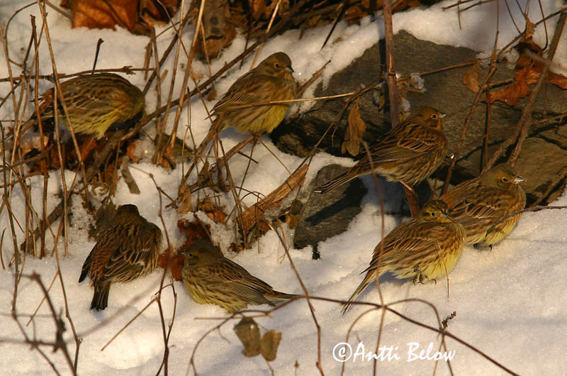 Avainsanat: Verderola Gulspurv Geelgors Yellowhammer Talvike Keltasirkku Bruant jaune Goldammer Citromsármány Gultittlingur Zigolo giallo Gulspurv Escrevedeira-amarela Emberiza citrinella Escribano Cerillo Gulsparv