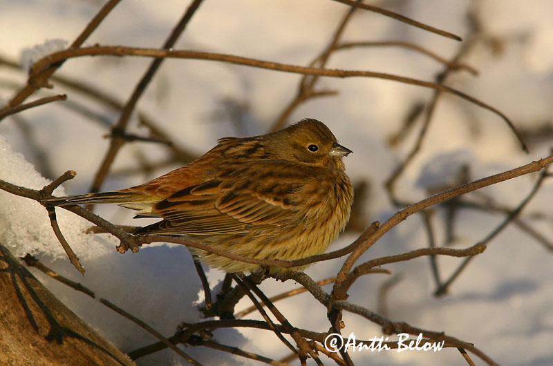 Avainsanat: Verderola Gulspurv Geelgors Yellowhammer Talvike Keltasirkku Bruant jaune Goldammer Citromsármány Gultittlingur Zigolo giallo Gulspurv Escrevedeira-amarela Emberiza citrinella Escribano Cerillo Gulsparv