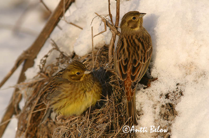 Avainsanat: Verderola Gulspurv Geelgors Yellowhammer Talvike Keltasirkku Bruant jaune Goldammer Citromsármány Gultittlingur Zigolo giallo Gulspurv Escrevedeira-amarela Emberiza citrinella Escribano Cerillo Gulsparv