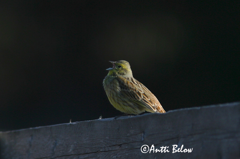 Avainsanat: Verderola Gulspurv Geelgors Yellowhammer Talvike Keltasirkku Bruant jaune Goldammer Citromsármány Gultittlingur Zigolo giallo Gulspurv Escrevedeira-amarela Emberiza citrinella Escribano Cerillo Gulsparv