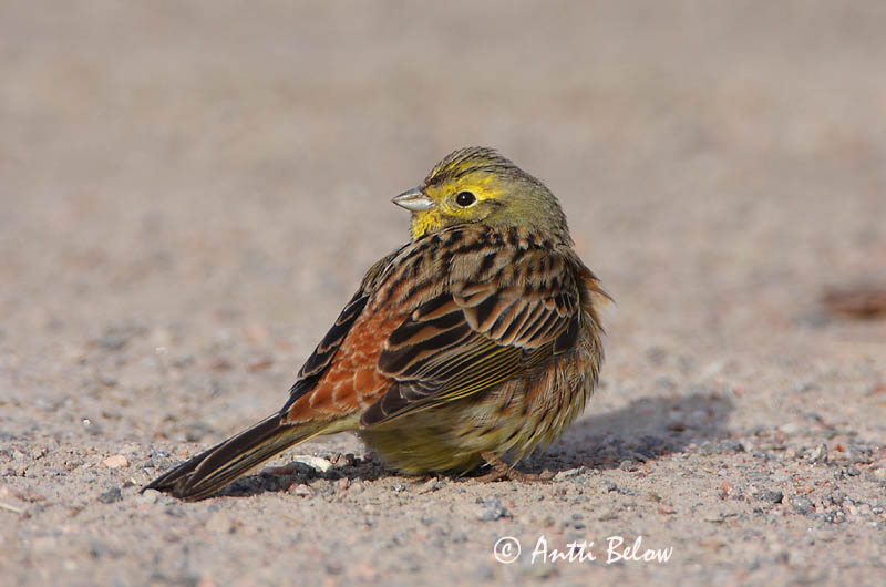 Avainsanat: Verderola Gulspurv Geelgors Yellowhammer Talvike Keltasirkku Bruant jaune Goldammer Citromsármány Gultittlingur Zigolo giallo Gulspurv Escrevedeira-amarela Emberiza citrinella Escribano Cerillo Gulsparv
