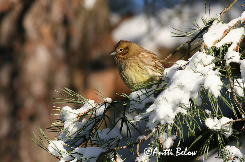 Avainsanat: Verderola Gulspurv Geelgors Yellowhammer Talvike Keltasirkku Bruant jaune Goldammer Citromsármány Gultittlingur Zigolo giallo Gulspurv Escrevedeira-amarela Emberiza citrinella Escribano Cerillo Gulsparv