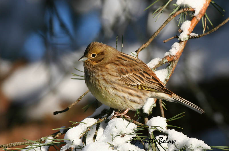 Avainsanat: Verderola Gulspurv Geelgors Yellowhammer Talvike Keltasirkku Bruant jaune Goldammer Citromsármány Gultittlingur Zigolo giallo Gulspurv Escrevedeira-amarela Emberiza citrinella Escribano Cerillo Gulsparv