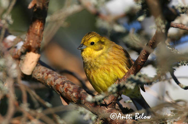 Avainsanat: Verderola Gulspurv Geelgors Yellowhammer Talvike Keltasirkku Bruant jaune Goldammer Citromsármány Gultittlingur Zigolo giallo Gulspurv Escrevedeira-amarela Emberiza citrinella Escribano Cerillo Gulsparv