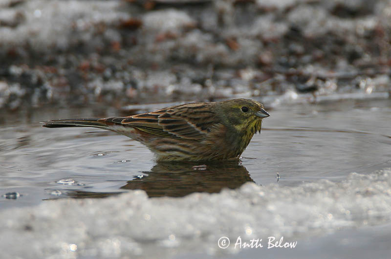 Avainsanat: Verderola Gulspurv Geelgors Yellowhammer Talvike Keltasirkku Bruant jaune Goldammer Citromsármány Gultittlingur Zigolo giallo Gulspurv Escrevedeira-amarela Emberiza citrinella Escribano Cerillo Gulsparv