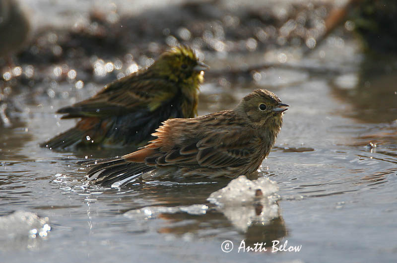 Avainsanat: Verderola Gulspurv Geelgors Yellowhammer Talvike Keltasirkku Bruant jaune Goldammer Citromsármány Gultittlingur Zigolo giallo Gulspurv Escrevedeira-amarela Emberiza citrinella Escribano Cerillo Gulsparv