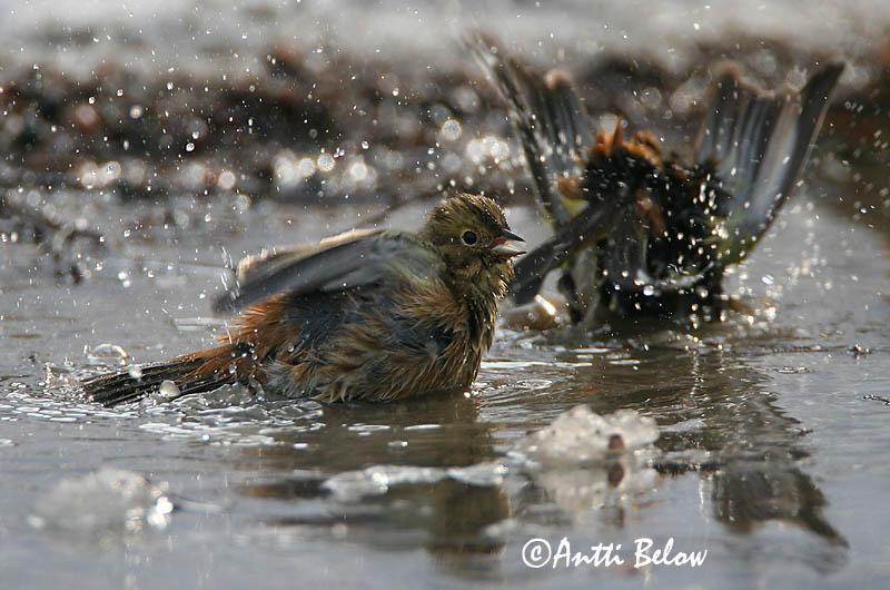 Avainsanat: Verderola Gulspurv Geelgors Yellowhammer Talvike Keltasirkku Bruant jaune Goldammer Citromsármány Gultittlingur Zigolo giallo Gulspurv Escrevedeira-amarela Emberiza citrinella Escribano Cerillo Gulsparv