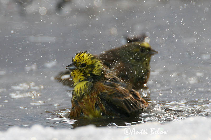 Avainsanat: Verderola Gulspurv Geelgors Yellowhammer Talvike Keltasirkku Bruant jaune Goldammer Citromsármány Gultittlingur Zigolo giallo Gulspurv Escrevedeira-amarela Emberiza citrinella Escribano Cerillo Gulsparv