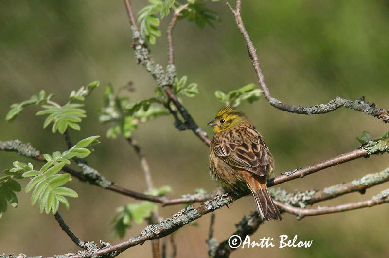 Avainsanat: Verderola Gulspurv Geelgors Yellowhammer Talvike Keltasirkku Bruant jaune Goldammer Citromsármány Gultittlingur Zigolo giallo Gulspurv Escrevedeira-amarela Emberiza citrinella Escribano Cerillo Gulsparv