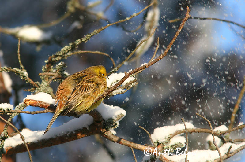 Avainsanat: Verderola Gulspurv Geelgors Yellowhammer Talvike Keltasirkku Bruant jaune Goldammer Citromsármány Gultittlingur Zigolo giallo Gulspurv Escrevedeira-amarela Emberiza citrinella Escribano Cerillo Gulsparv