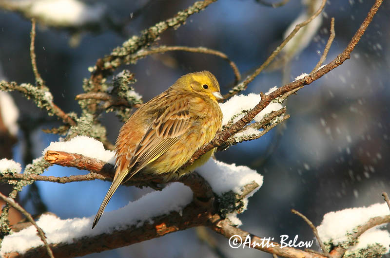 Avainsanat: Verderola Gulspurv Geelgors Yellowhammer Talvike Keltasirkku Bruant jaune Goldammer Citromsármány Gultittlingur Zigolo giallo Gulspurv Escrevedeira-amarela Emberiza citrinella Escribano Cerillo Gulsparv
