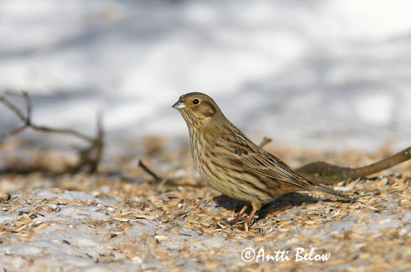 Avainsanat: Verderola Gulspurv Geelgors Yellowhammer Talvike Keltasirkku Bruant jaune Goldammer Citromsármány Gultittlingur Zigolo giallo Gulspurv Escrevedeira-amarela Emberiza citrinella Escribano Cerillo Gulsparv