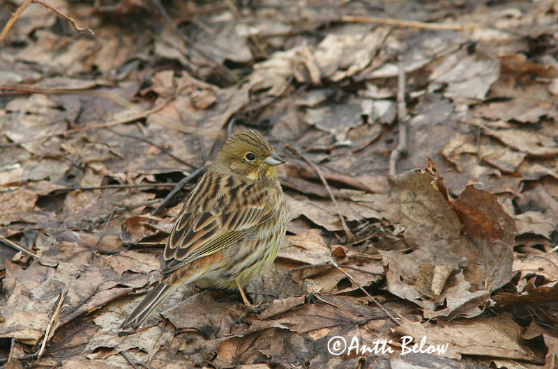 Avainsanat: Verderola Gulspurv Geelgors Yellowhammer Talvike Keltasirkku Bruant jaune Goldammer Citromsármány Gultittlingur Zigolo giallo Gulspurv Escrevedeira-amarela Emberiza citrinella Escribano Cerillo Gulsparv
