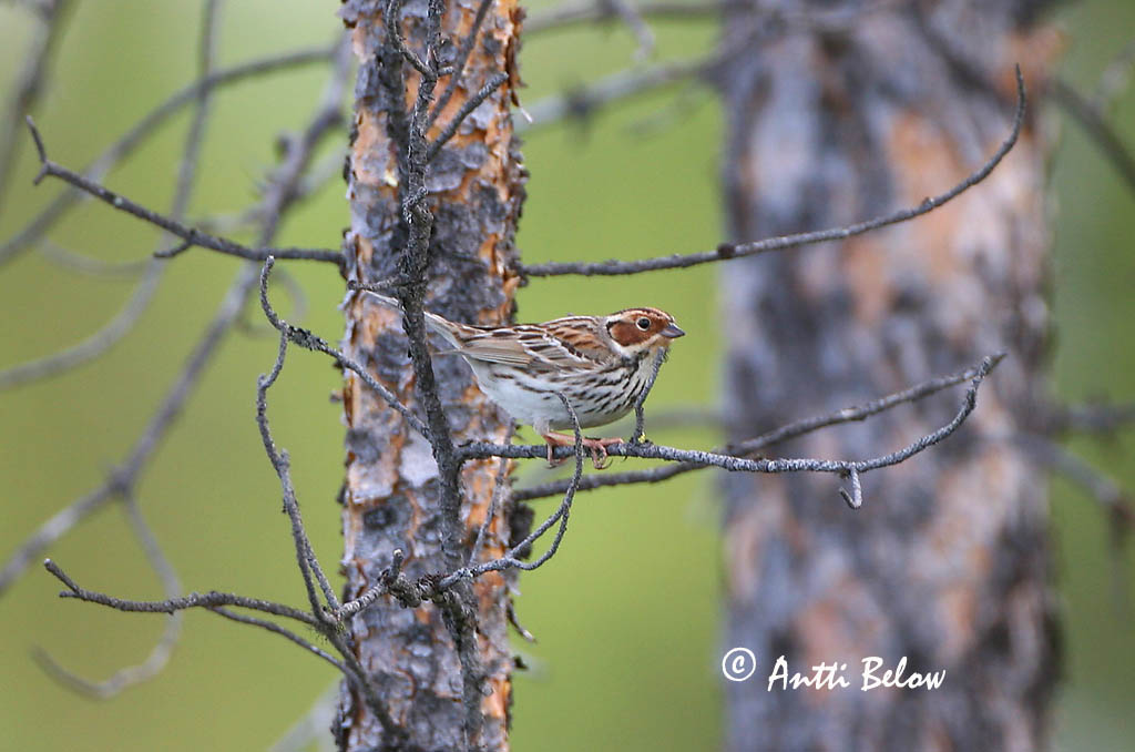 Avainsanat: Repicatalons petit Dværgværling Dwerggors Little Bunting Väiketsiitsitaja Pikkusirkku Bruant nain Zwergammer Törpesármány Dvergtittlingur Zigolo minore Dvergspurv Escrevedeira-pigmeia Emberiza pusilla Escribano Pigmeo Dvärgsparv