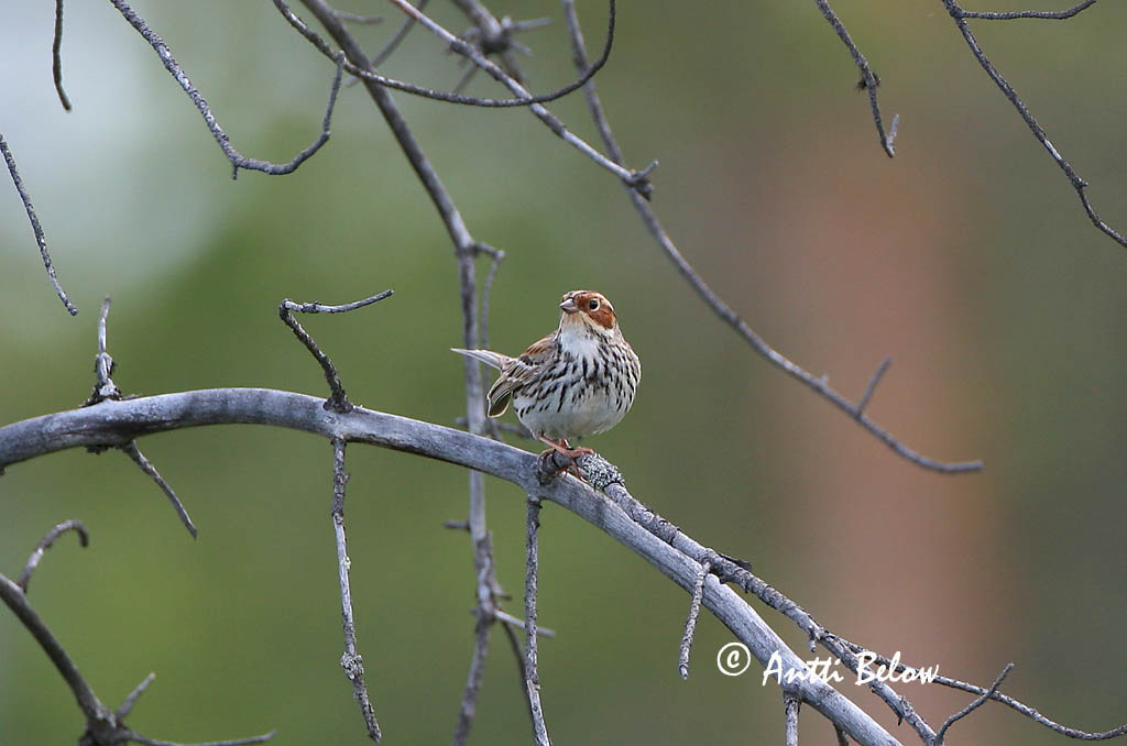 Avainsanat: Repicatalons petit Dværgværling Dwerggors Little Bunting Väiketsiitsitaja Pikkusirkku Bruant nain Zwergammer Törpesármány Dvergtittlingur Zigolo minore Dvergspurv Escrevedeira-pigmeia Emberiza pusilla Escribano Pigmeo Dvärgsparv