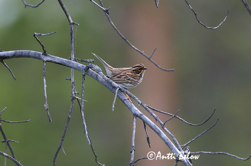 Avainsanat: Repicatalons petit Dværgværling Dwerggors Little Bunting Väiketsiitsitaja Pikkusirkku Bruant nain Zwergammer Törpesármány Dvergtittlingur Zigolo minore Dvergspurv Escrevedeira-pigmeia Emberiza pusilla Escribano Pigmeo Dvärgsparv