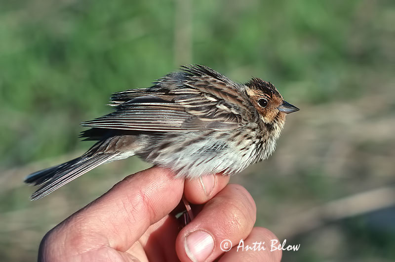 Avainsanat: Repicatalons petit Dværgværling Dwerggors Little Bunting Väiketsiitsitaja Pikkusirkku Bruant nain Zwergammer Törpesármány Dvergtittlingur Zigolo minore Dvergspurv Escrevedeira-pigmeia Emberiza pusilla Escribano Pigmeo Dvärgsparv