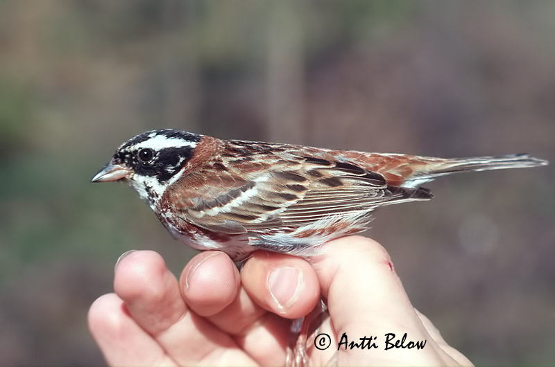 Avainsanat: Repicatalons rústic Pileværling Bosgors Rustic Bunting Põhjatsiitsitaja Pohjansirkku Bruant rustique Waldammer Erdei sármány Hrístittlingur Zigolo boschereccio Vierspurv Escrevedeira-rústica Emberiza rustica Escribano Rústico Videsparv