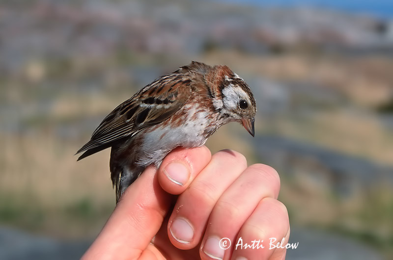 untypical color
Avainsanat: Repicatalons rústic Pileværling Bosgors Rustic Bunting Põhjatsiitsitaja Pohjansirkku Bruant rustique Waldammer Erdei sármány Hrístittlingur Zigolo boschereccio Vierspurv Escrevedeira-rústica Emberiza rustica Escribano Rústico Videsparv