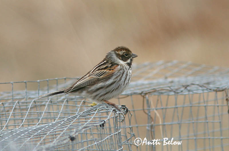 Avainsanat: Repicatalons Rørspurv Rietgors Common Reed Bunting Roottsiitsitaja Pajusirkku Bruant des roseaux Rohrammer Nádi sármány Seftittlingur Sivspurv Escrevedeira-dos-caniços Emberiza schoeniclus Escribano Palustre Sävsparv