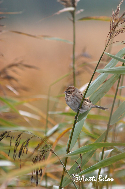Avainsanat: Repicatalons Rørspurv Rietgors Common Reed Bunting Roottsiitsitaja Pajusirkku Bruant des roseaux Rohrammer Nádi sármány Seftittlingur Sivspurv Escrevedeira-dos-caniços Emberiza schoeniclus Escribano Palustre Sävsparv