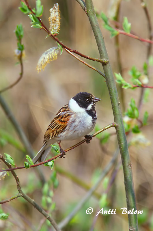 Avainsanat: Repicatalons Rørspurv Rietgors Common Reed Bunting Roottsiitsitaja Pajusirkku Bruant des roseaux Rohrammer Nádi sármány Seftittlingur Sivspurv Escrevedeira-dos-caniços Emberiza schoeniclus Escribano Palustre Sävsparv
