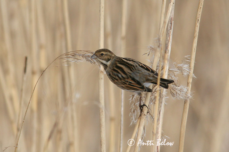 Avainsanat: Repicatalons Rørspurv Rietgors Common Reed Bunting Roottsiitsitaja Pajusirkku Bruant des roseaux Rohrammer Nádi sármány Seftittlingur Sivspurv Escrevedeira-dos-caniços Emberiza schoeniclus Escribano Palustre Sävsparv