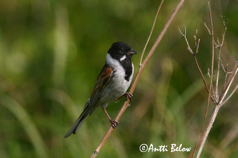 Avainsanat: Repicatalons Rørspurv Rietgors Common Reed Bunting Roottsiitsitaja Pajusirkku Bruant des roseaux Rohrammer Nádi sármány Seftittlingur Sivspurv Escrevedeira-dos-caniços Emberiza schoeniclus Escribano Palustre Sävsparv