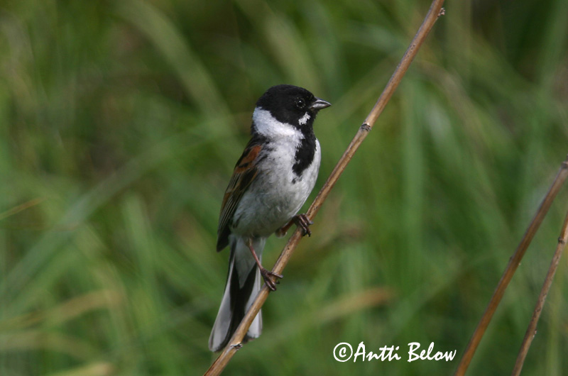 Avainsanat: Repicatalons Rørspurv Rietgors Common Reed Bunting Roottsiitsitaja Pajusirkku Bruant des roseaux Rohrammer Nádi sármány Seftittlingur Sivspurv Escrevedeira-dos-caniços Emberiza schoeniclus Escribano Palustre Sävsparv