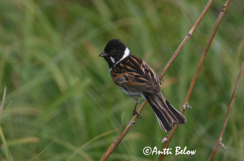 Avainsanat: Repicatalons Rørspurv Rietgors Common Reed Bunting Roottsiitsitaja Pajusirkku Bruant des roseaux Rohrammer Nádi sármány Seftittlingur Sivspurv Escrevedeira-dos-caniços Emberiza schoeniclus Escribano Palustre Sävsparv