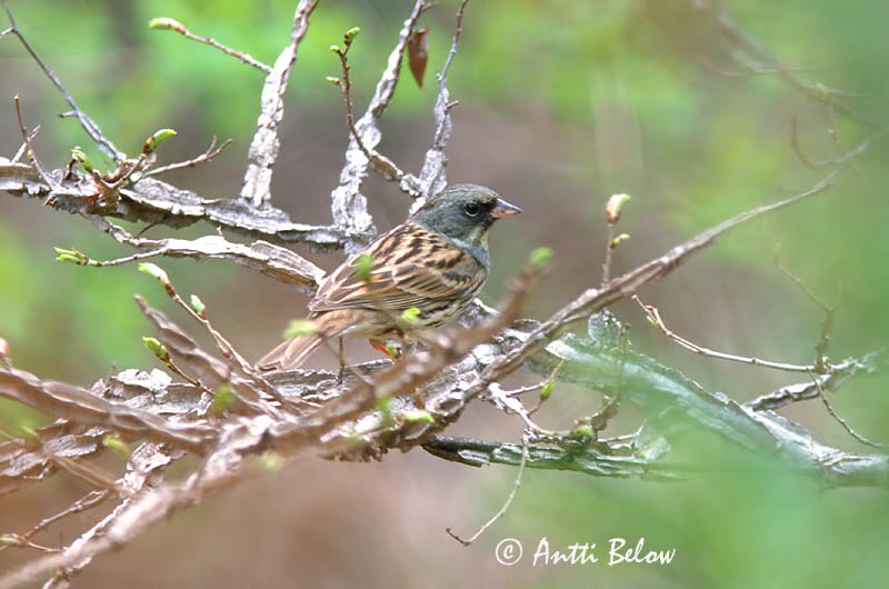 Avainsanat: Maskergors Black-faced Bunting Harmaapääsirkku Bruant masqué Maskenammer Gråhodespurv Emberiza spodocephala Escribano Enmascarado Gråhuvad sparv