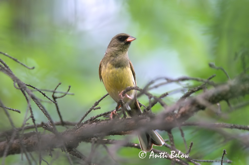 Avainsanat: Maskergors Black-faced Bunting Harmaapääsirkku Bruant masqué Maskenammer Gråhodespurv Emberiza spodocephala Escribano Enmascarado Gråhuvad sparv