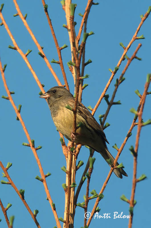 Avainsanat: Maskergors Black-faced Bunting Harmaapääsirkku Bruant masqué Maskenammer Gråhodespurv Emberiza spodocephala Escribano Enmascarado Gråhuvad sparv