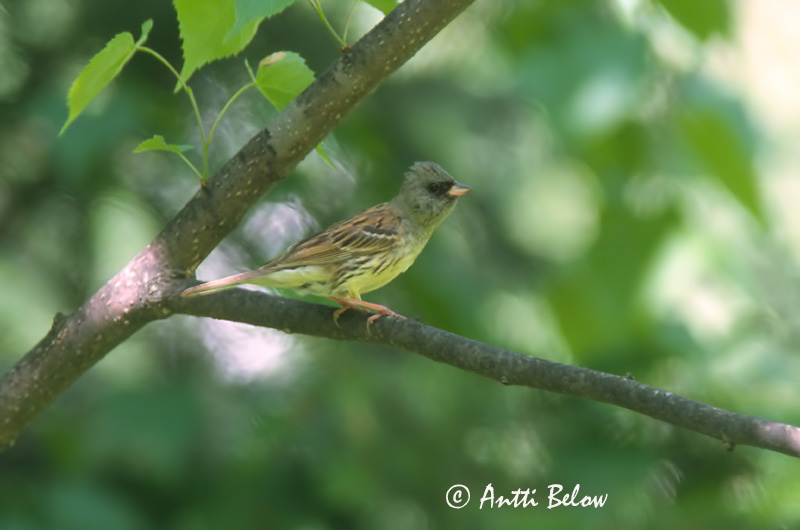 Avainsanat: Maskergors Black-faced Bunting Harmaapääsirkku Bruant masqué Maskenammer Gråhodespurv Emberiza spodocephala Escribano Enmascarado Gråhuvad sparv