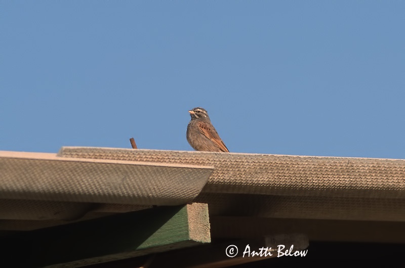 Avainsanat: Kyläsirkku Sit de vila Huisgors House Bunting Bruant striolé Hausammer Husspurv Emberiza striolata Escribano Sahariano Hussparv