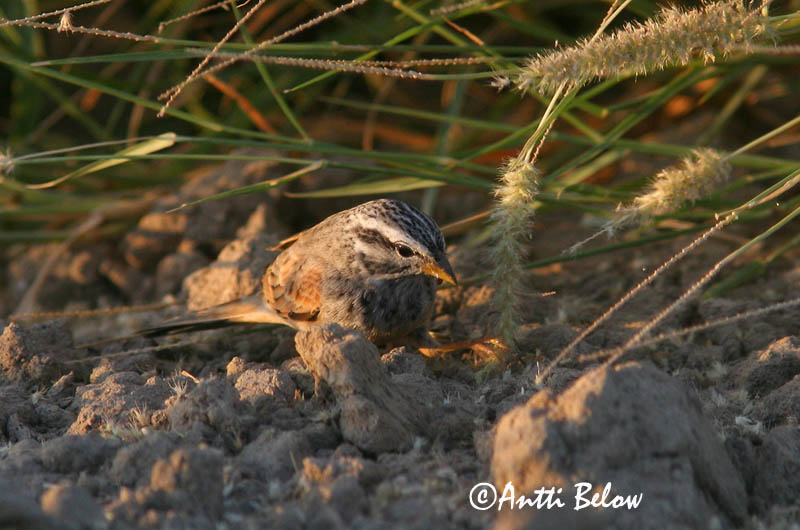 Avainsanat: Kyläsirkku Sit de vila Huisgors House Bunting Bruant striolé Hausammer Husspurv Emberiza striolata Escribano Sahariano Hussparv