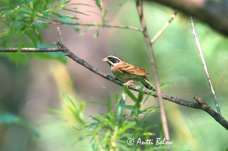 Avainsanat: Tristram's Bunting Bruant de Tristram Emberiza tristrami Tristramsparv Mantsuriansirkku