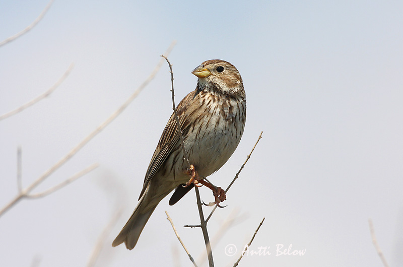 Avainsanat: Cruixidell Bomlærke Grauwe gors Corn Bunting Halltsiitsitaja Harmaasirkku Bruant proyer Grauammer Sordély Korntittlingur Kornspurv Trigueirão Miliaria calandra Triguero Kornsparv