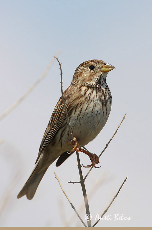 Avainsanat: Cruixidell Bomlærke Grauwe gors Corn Bunting Halltsiitsitaja Harmaasirkku Bruant proyer Grauammer Sordély Korntittlingur Kornspurv Trigueirão Miliaria calandra Triguero Kornsparv