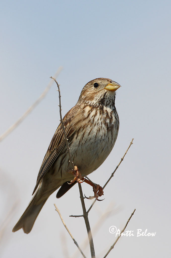 Avainsanat: Cruixidell Bomlærke Grauwe gors Corn Bunting Halltsiitsitaja Harmaasirkku Bruant proyer Grauammer Sordély Korntittlingur Kornspurv Trigueirão Miliaria calandra Triguero Kornsparv