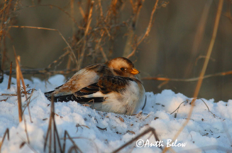 Avainsanat: Sit blanc Snespurv Sneeuwgors Snow Bunting Hangelind Pulmunen Bruant des neiges Schneeammer Hósármány Snjótittlingur Snøspurv Escrevedeira-das-neves Plectrophenax nivalis Escribano Nival Snösparv