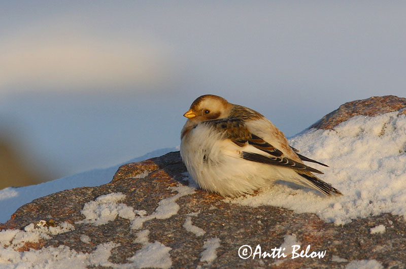 Avainsanat: Sit blanc Snespurv Sneeuwgors Snow Bunting Hangelind Pulmunen Bruant des neiges Schneeammer Hósármány Snjótittlingur Snøspurv Escrevedeira-das-neves Plectrophenax nivalis Escribano Nival Snösparv