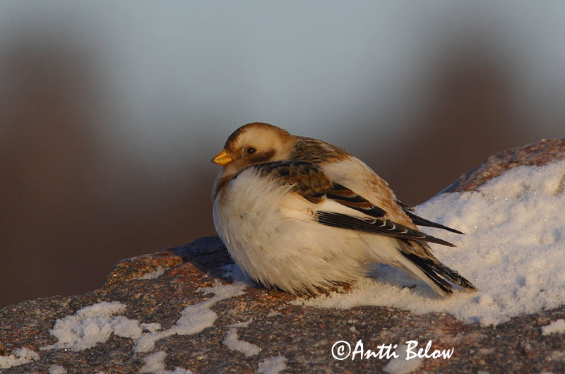 Avainsanat: Sit blanc Snespurv Sneeuwgors Snow Bunting Hangelind Pulmunen Bruant des neiges Schneeammer Hósármány Snjótittlingur Snøspurv Escrevedeira-das-neves Plectrophenax nivalis Escribano Nival Snösparv